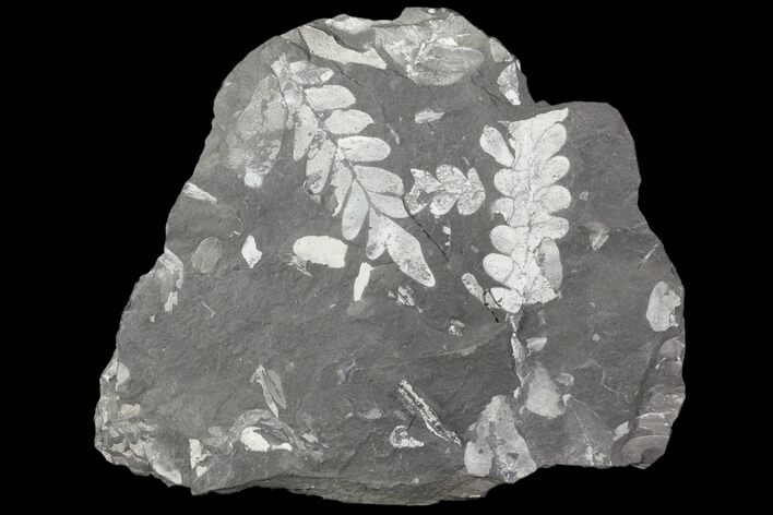 Wide Fossil Seed Fern Plate - Pennsylvania #79687